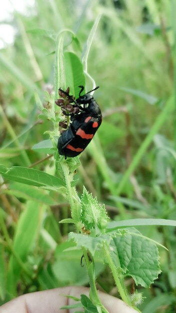 Een zwarte en rode kever zit op een plant