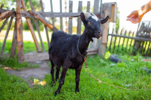 Een zwarte geit achter een houten hek in het dorp poseert voor de camera. fokken van huisdieren en runderen.
