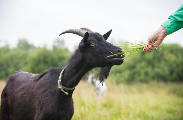 Een zwarte geit die op het veld staat, menselijke hand met gras komt er dichtbij