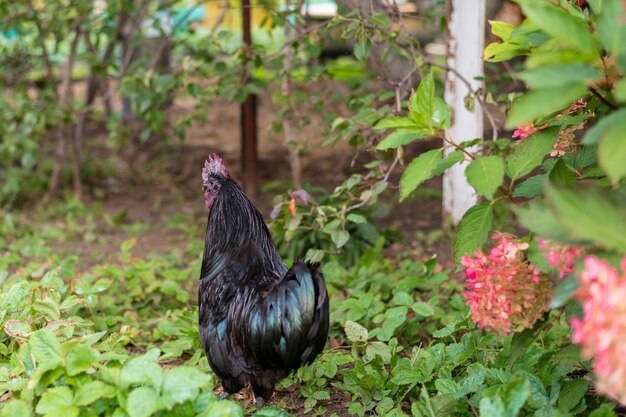 Een zwarte haan loopt in de zomer op het gazon in de tuin een portret van een binnenlandse zwarte haan tegen een achtergrond van groen close-up met ruimte voor het kopiëren van tekst