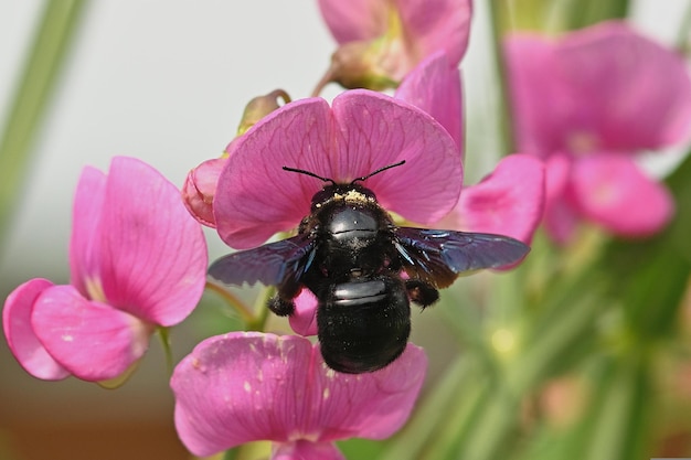 Een zwarte hommel op een roze bloem