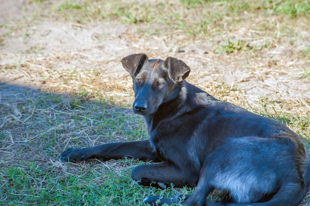 Een zwarte hond die op een Indiase straathond staat