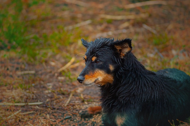 Een zwarte hond die op een Indiase straathond staat