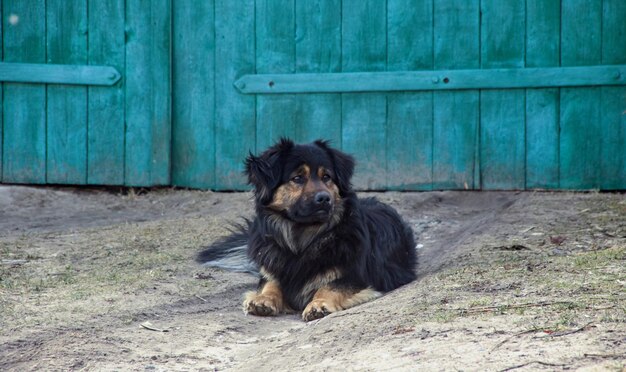 Een zwarte hond ligt op het gras