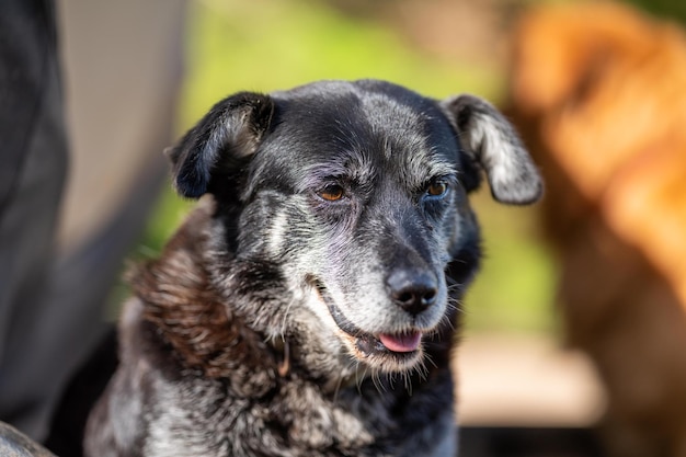 Een zwarte hond met een zwart gezicht en een bruine neus zit voor een vrachtwagen.