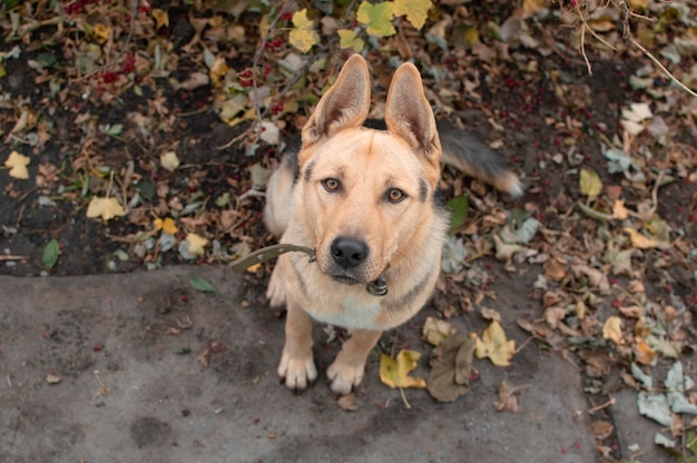 Een zwarte hond zonder ras in het herfstlandschap Close-up van de snuit van een grote hond op straat