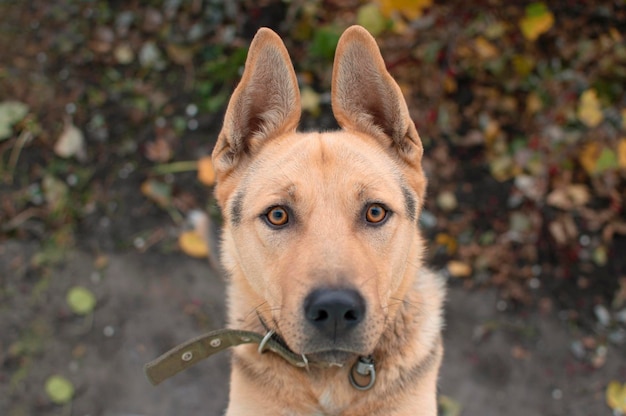 Een zwarte hond zonder ras in het herfstlandschap Close-up van de snuit van een grote hond op straat