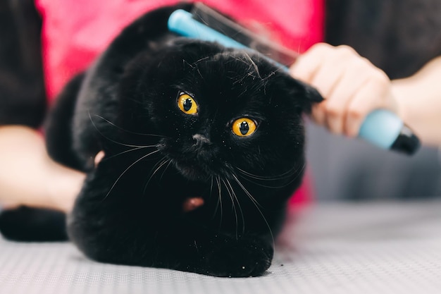 Een zwarte kat kammen uit de verzorgingssalon Kat met bescherming tegen beten