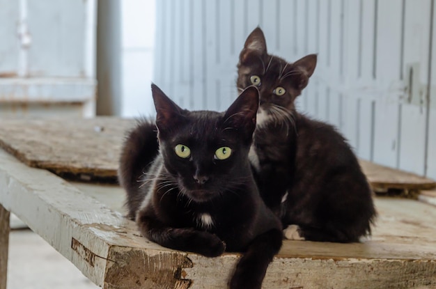 Een zwarte kat met een kitten op straat.
