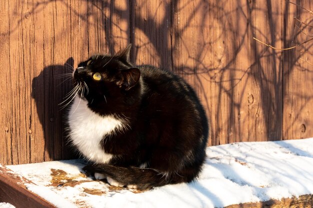 Een zwarte kat met een witte borst koestert zich in de zon op een ijzige besneeuwde dag Een kat loopt in de sneeuw op een zonnige dag Een speelse kat heeft plezier op straat