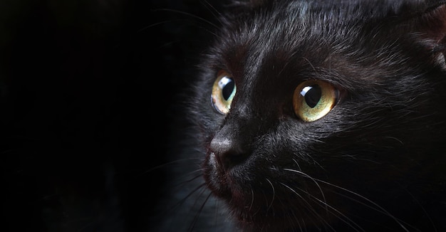 Een zwarte kat met gele ogen die omhoog kijken.