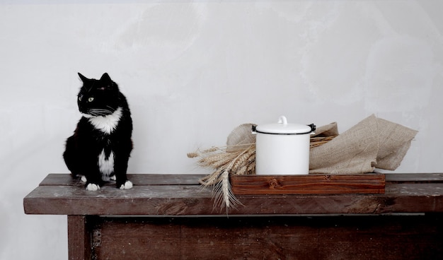 Een zwarte kat met witte vlekken zit op een houten bank tegen de achtergrond van een grijze gipsmuur