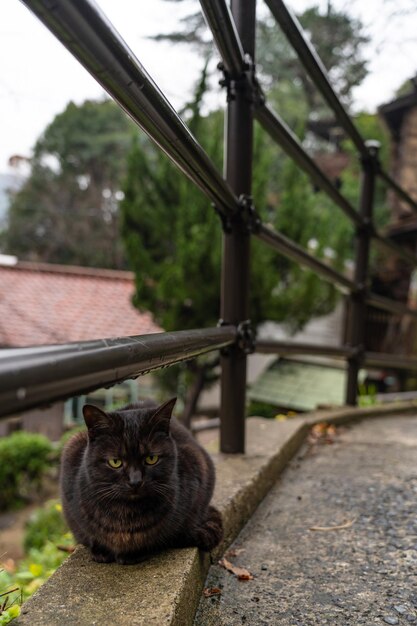 een zwarte kat zit op een richel met een hek op de achtergrond