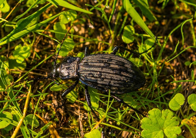 Een zwarte kever wordt getoond in het gras.