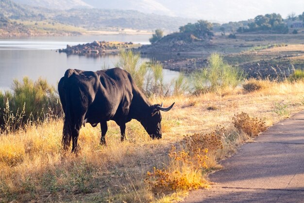 Een zwarte koe graast met veel vliegen op het hoofd in de weiden van Extremadura en eet gras en eikels