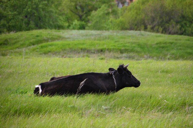 Een zwarte koe ligt in een veld met groene gras geïsoleerde close-up