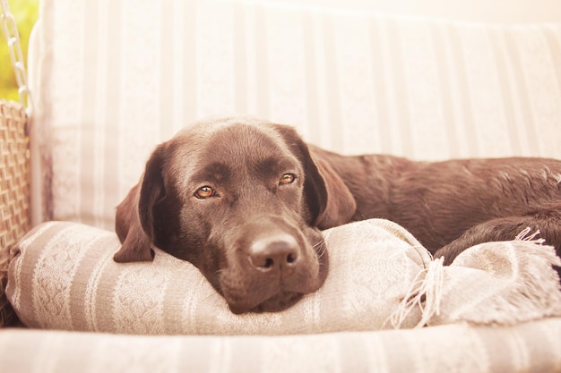 Een zwarte Labrador retriever-hond liegt De hond rust