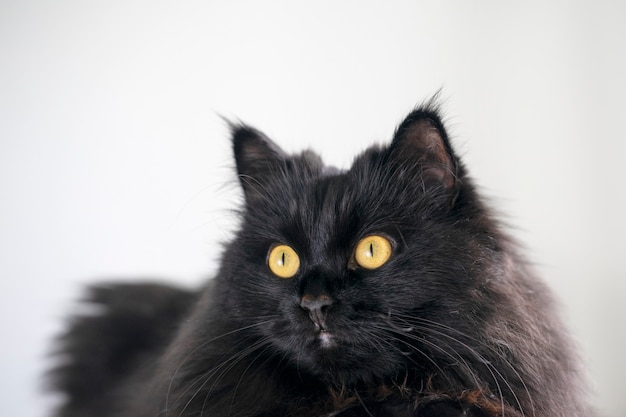 Een zwarte pluizige kat met gele ogen ligt en rust thuis op de witte achtergrond.