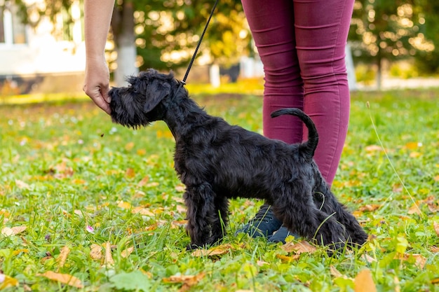 Een zwarte ruige hond van het ras Reuzeschnauzer neemt voedsel uit de hand van de eigenaar