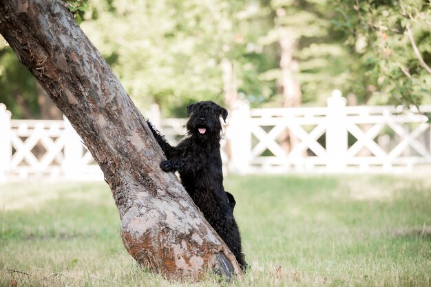 Een zwarte schnauzer die op een boomstam staat