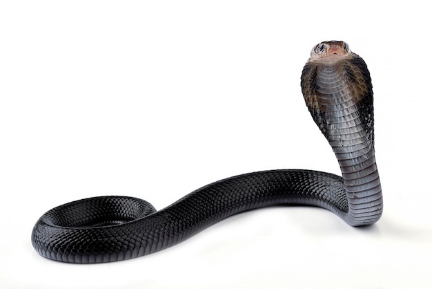 Foto een zwarte slang met een witte achtergrond