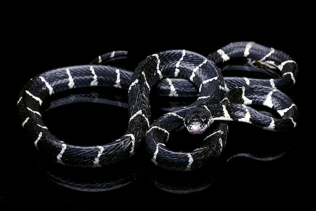 Een zwarte slang met witte strepen zit op een zwarte ondergrond.