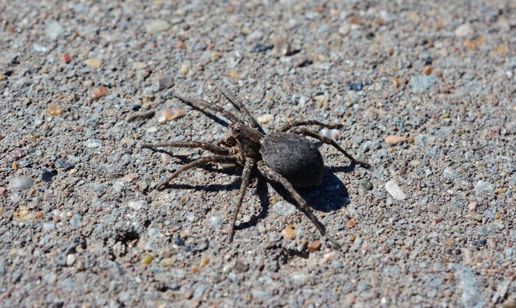 Foto een zwarte spin is op de grond in zonnige dag geïsoleerde macrofotografie