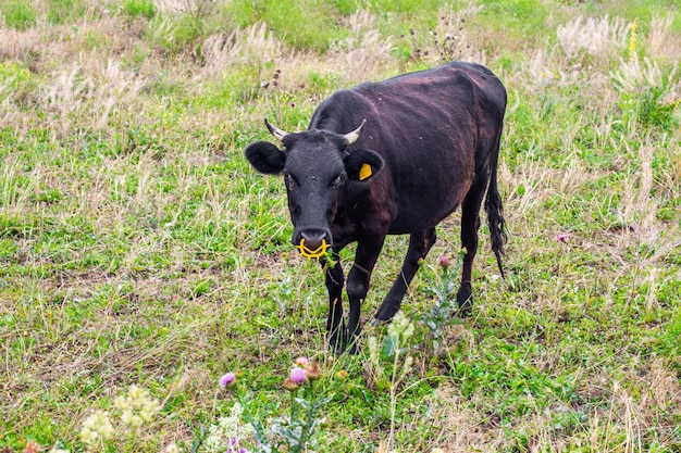 Een zwarte stier met een neusring graast op een veld Landbouw en veeteelt