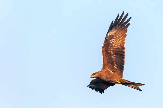 Een zwarte vlieger die in de lucht vliegt