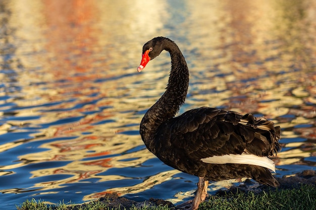 Een zwarte zwaan op een heldere vijver tegen de achtergrond van een schilderachtig landschap