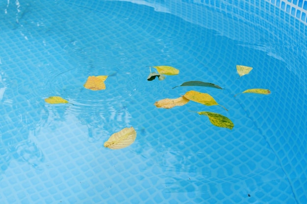 Een zwembad schoonmaken met een gaasafschuimer Het lange net reinigt gekleurde bladeren van het wateroppervlak