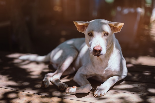 Een zwerfhond, alleen leven wachtend op eten. De verlaten dakloze verdwaalde hond ligt in de straat. Weinig droevige verlaten hond op voetpad.