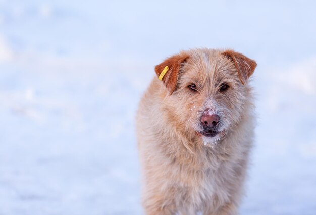 Een zwerfhond in de winter. een portret van een grote verdwaalde hond van gemengd ras sheepdog uit aan de zijkant tegen een winterse witte achtergrond. ruimte kopiëren. de ogen van de hond zoeken naar zijn baasje.