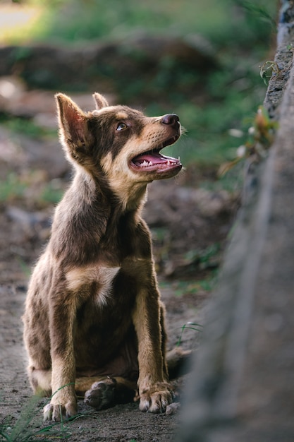 Een zwerfhond liep in de tuin te wachten op mensen om eten te brengen.