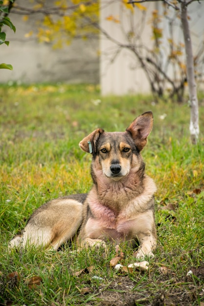 Een zwerfhond met één verhoogd oor en een clip in het andere oor ligt op het gras en helaas recht. close-up, kopieer ruimte.