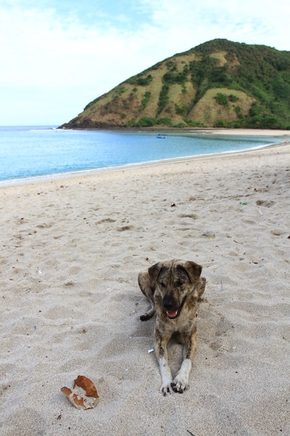 Een zwerfhond op het strand