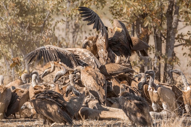 Een zwerm aasgieren die op een veld scavengen