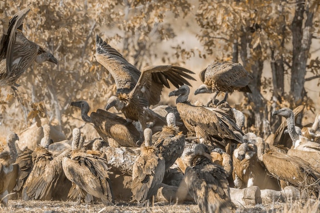 Een zwerm aasgieren die op een veld scavengen