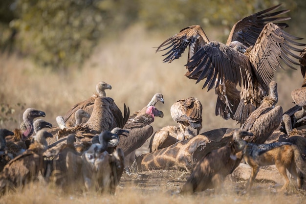 Een zwerm aasgieren die op een veld scavengen