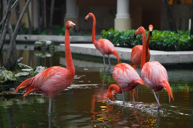 Een zwerm Caribische flamingo's wandelen in de tuin