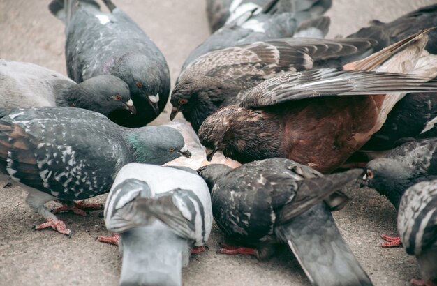 Een zwerm duiven eet op straat