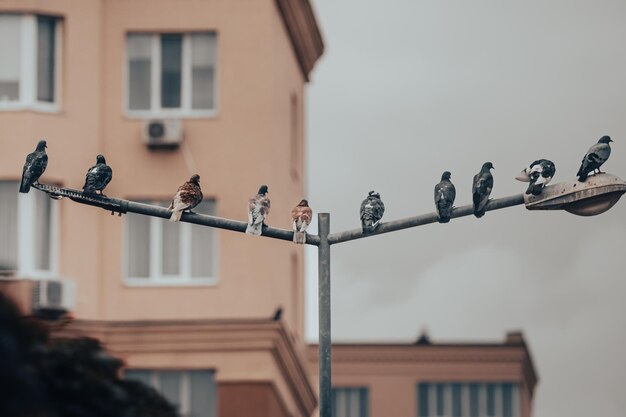 Een zwerm duiven. Stad vogels. Vogels op lantaarns. Veel vogels. Symbool van vrede. Tien duiven.