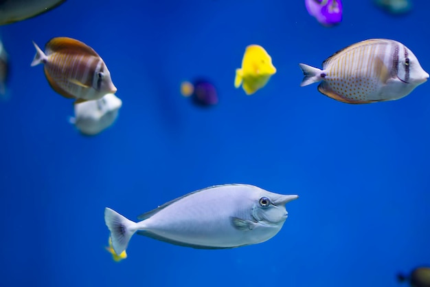 Een zwerm exotische vissen in het blauwe water