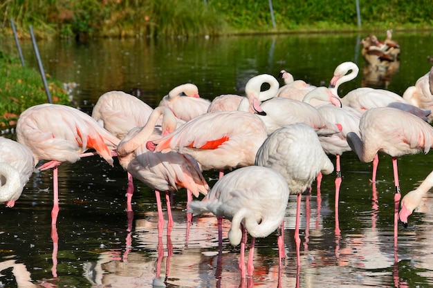 Een zwerm flamingo's is in het water en één heeft een rood-witte staart.