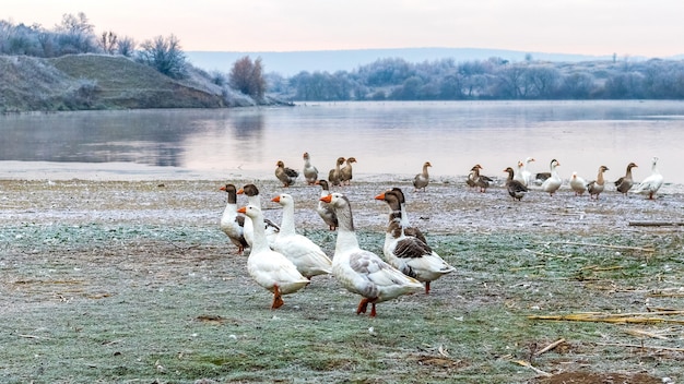 Een zwerm ganzen op de oever van de rivier bij ijzig weer. Ganzen fokken