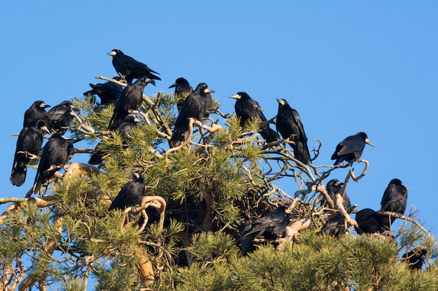 Een zwerm kraaien op een pijnboom