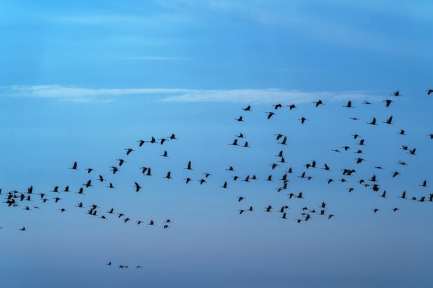Een zwerm kraanvogels vliegt de laatste dagen over het veld op zoek naar voedsel voordat ze naar warmere oorden vertrekken.