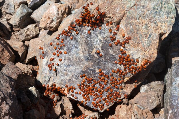 Een zwerm lieveheersbeestjes (coccinellidae) op Cyprus