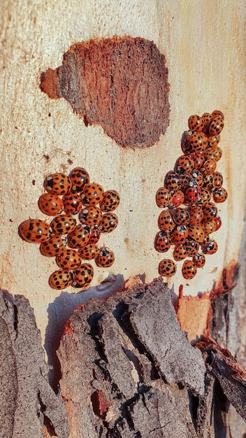 Een zwerm lieveheersbeestjes (coccinellidae). Verticale afbeelding