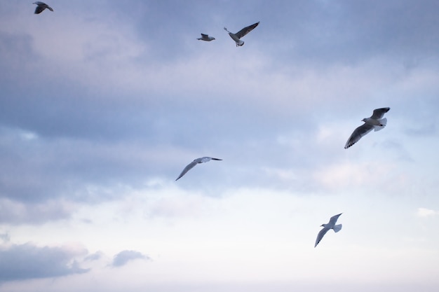 Een zwerm meeuwen die tegen de blauwe lucht vliegen